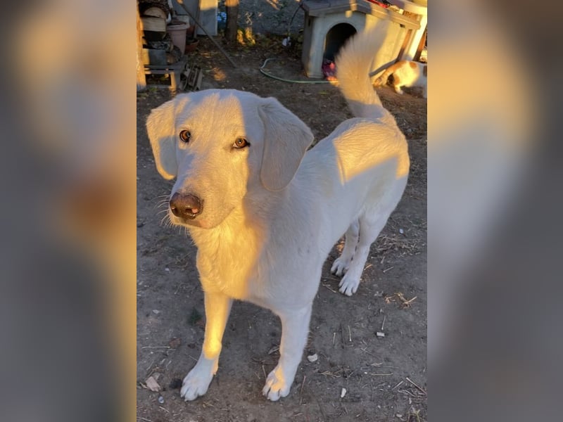 Julius, geb. ca. 03/2024, lebt in GRIECHENLAND, auf einer privaten Pflegestelle