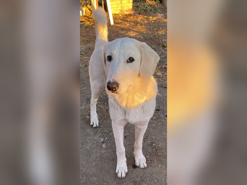 Julius, geb. ca. 03/2024, lebt in GRIECHENLAND, auf einer privaten Pflegestelle