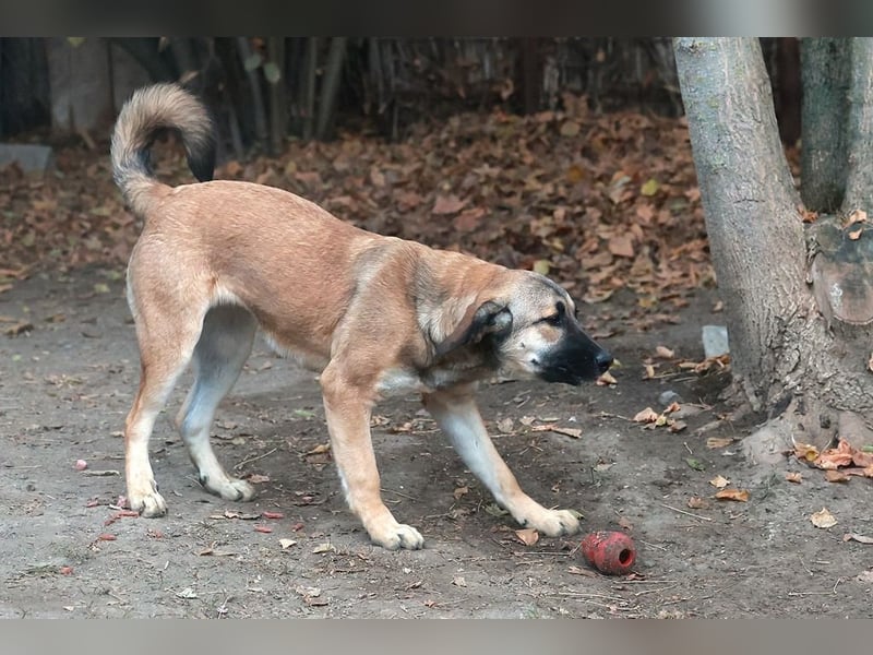 Schüchterne Alani sucht Menschen die ihr Sicherheit geben