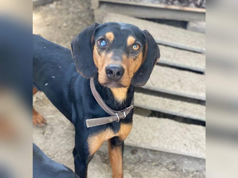 Nemo, geb. ca.  11/2024 lebt in GRIECHENLAND, auf einer privaten Pflegestelle