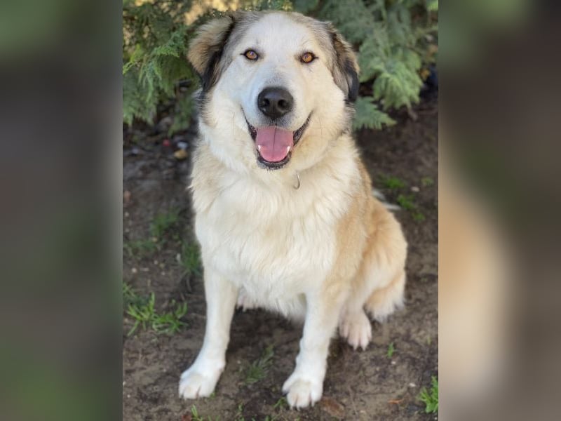 Winnie, geb. ca. 12/2023, lebt in GRIECHENLAND, auf einer privaten Pflegestelle