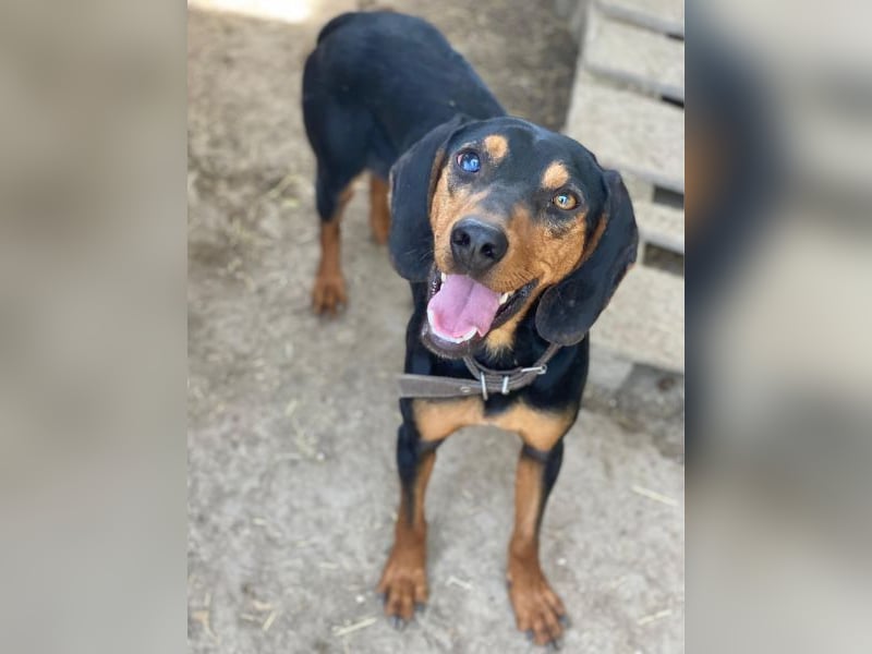 Nemo, geb. ca.  11/2024 lebt in GRIECHENLAND, auf einer privaten Pflegestelle