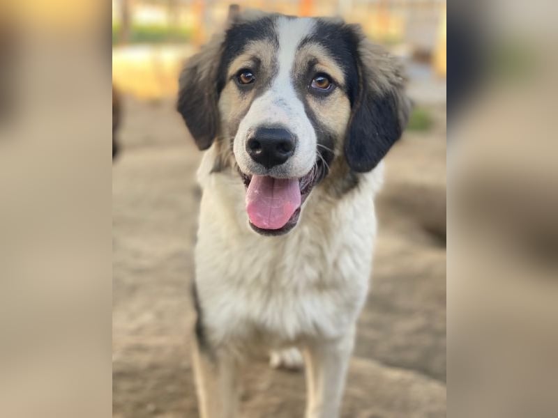 Rhydan, geb. ca. 09/2025, lebt in GRIECHENLAND, im städt. Tierheim Serres