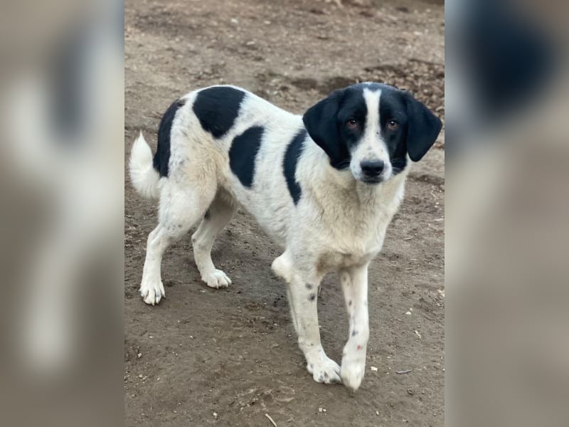 Daryl, geb. ca. 05/2024, lebt in GRIECHENLAND, im städt. Tierheim Serres