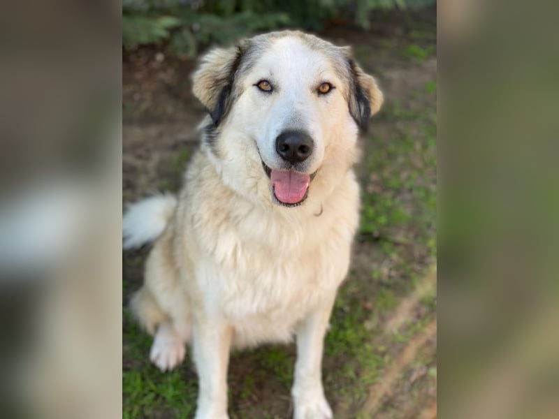 Winnie, geb. ca. 12/2023, lebt in GRIECHENLAND, auf einer privaten Pflegestelle