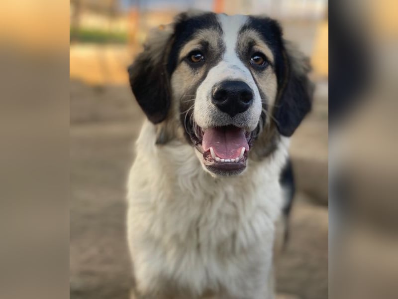 Rhydan, geb. ca. 09/2025, lebt in GRIECHENLAND, im städt. Tierheim Serres