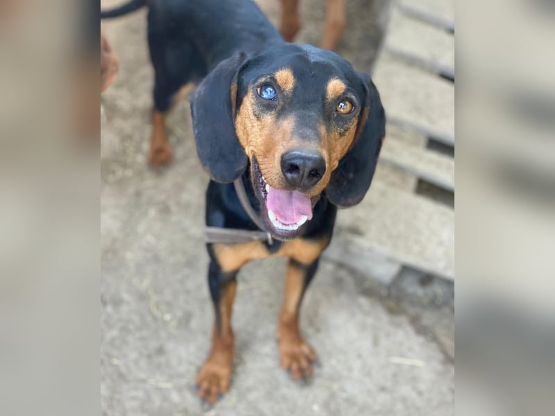 Nemo, geb. ca.  11/2024 lebt in GRIECHENLAND, auf einer privaten Pflegestelle