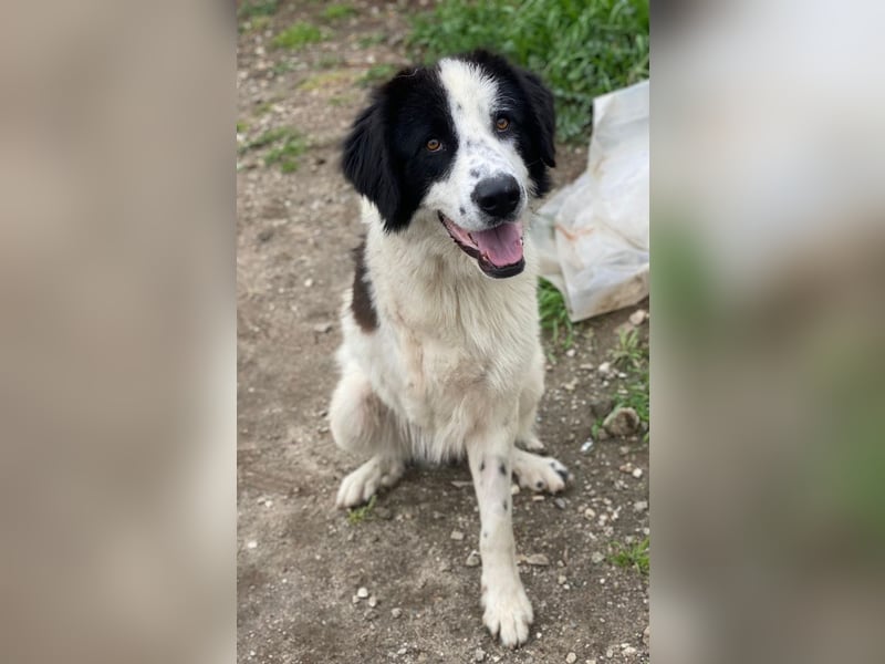 Räuber, geb. ca. 04/2025, lebt in GRIECHENLAND, auf einer privaten Pflegestelle