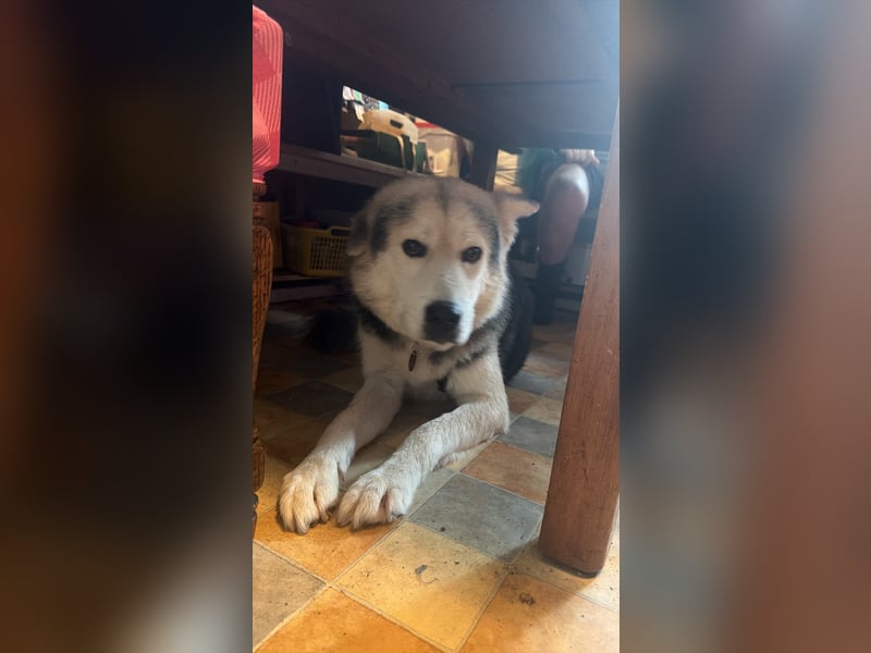 Mika - ein sanfter Entdecker sucht seine Menschen