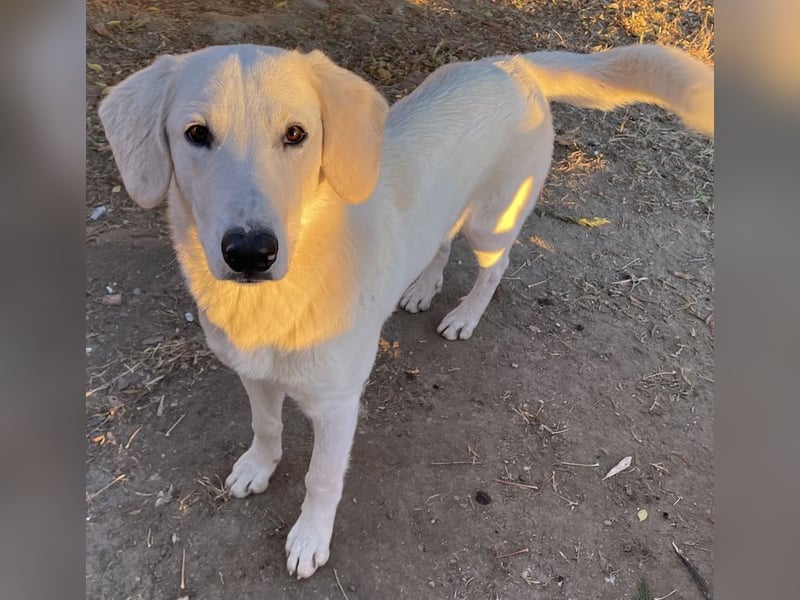 Julius, geb. ca. 03/2024, lebt in GRIECHENLAND, auf einer privaten Pflegestelle