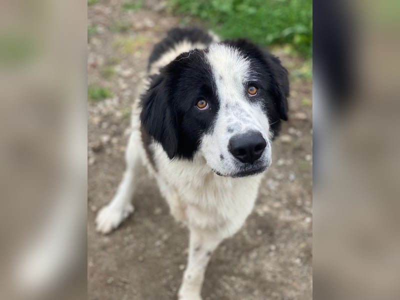 Räuber, geb. ca. 04/2025, lebt in GRIECHENLAND, auf einer privaten Pflegestelle