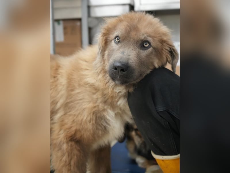 Franklyn, geb. ca. 06/2025, lebt in GRIECHENLAND, auf einer privaten Pflegestelle