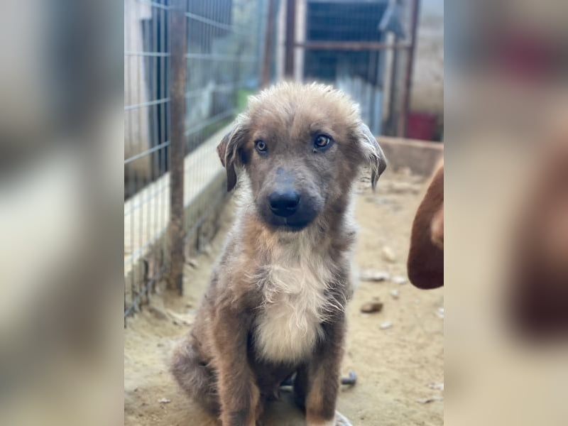 Franklyn, geb. ca. 06/2025, lebt in GRIECHENLAND, auf einer privaten Pflegestelle