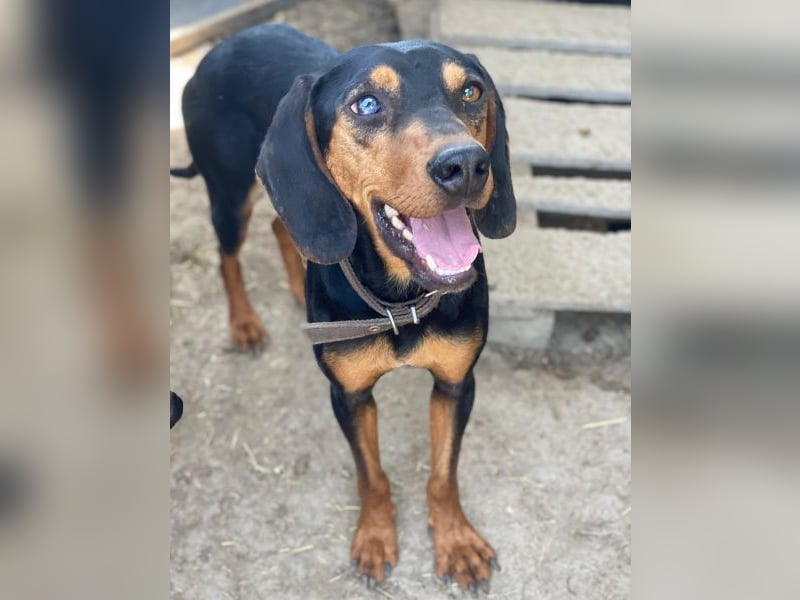 Nemo, geb. ca.  11/2024 lebt in GRIECHENLAND, auf einer privaten Pflegestelle