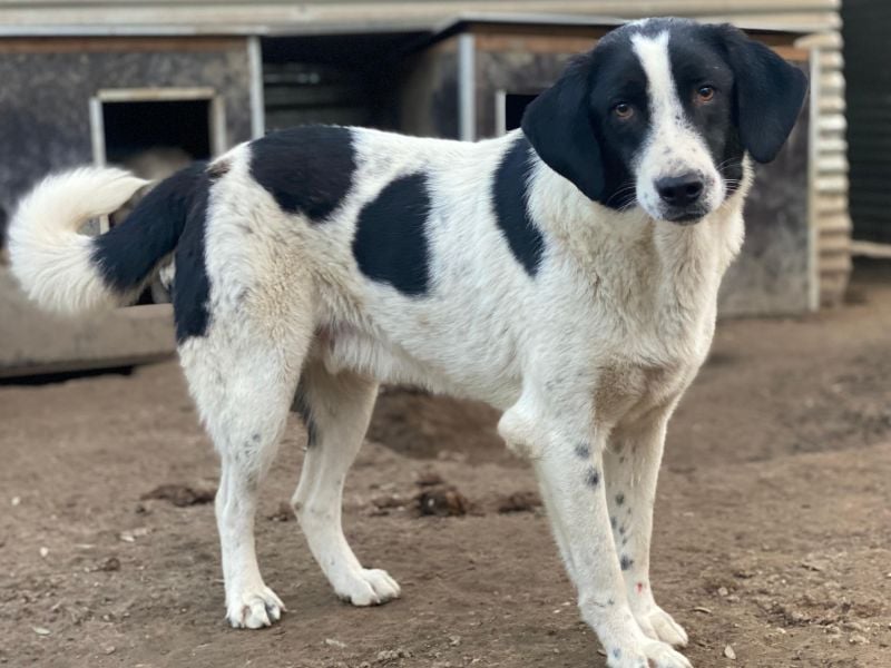 Daryl, geb. ca. 05/2024, lebt in GRIECHENLAND, im städt. Tierheim Serres