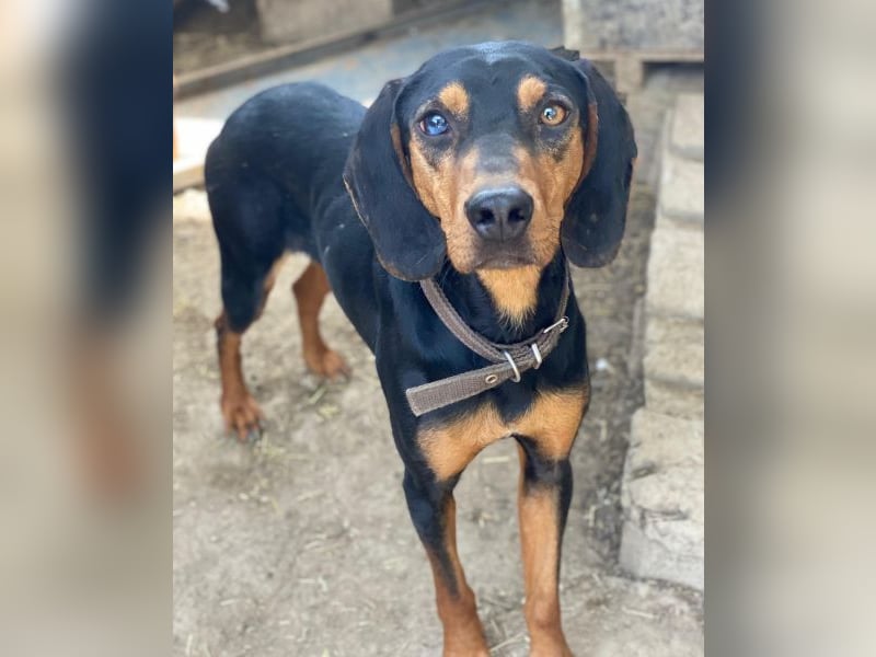 Nemo, geb. ca.  11/2024 lebt in GRIECHENLAND, auf einer privaten Pflegestelle