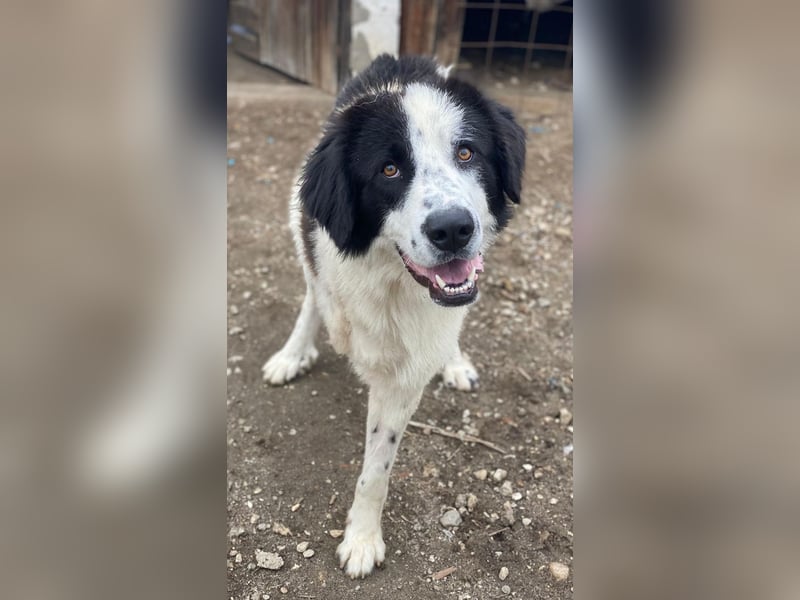 Räuber, geb. ca. 04/2025, lebt in GRIECHENLAND, auf einer privaten Pflegestelle