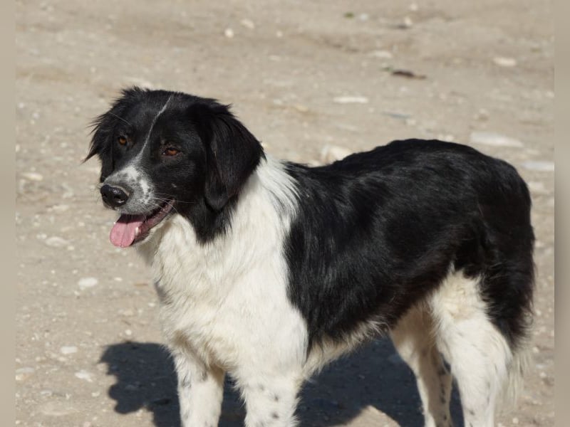Herr Jasper, geb. ca. 05/2024, lebt in GRIECHENLAND, im städt. Tierheim Serres