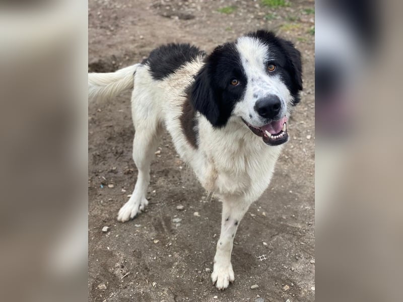 Räuber, geb. ca. 04/2025, lebt in GRIECHENLAND, auf einer privaten Pflegestelle