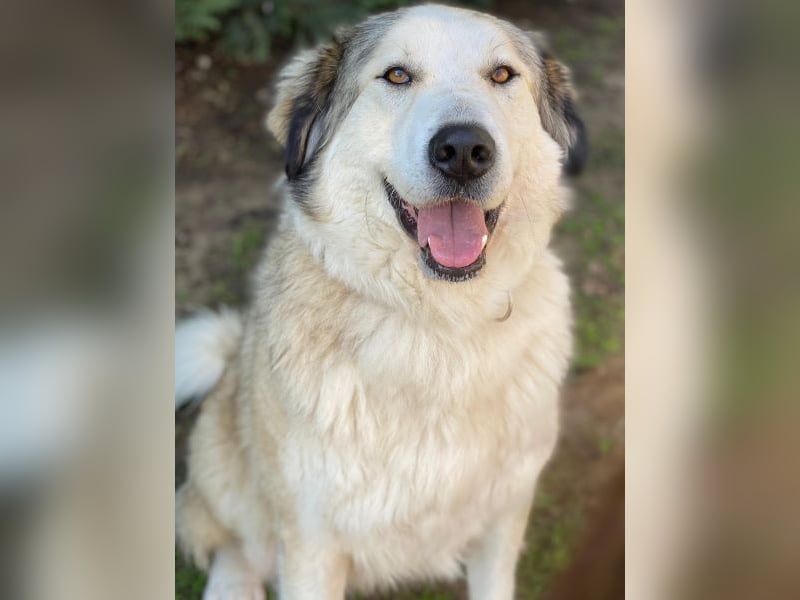 Winnie, geb. ca. 12/2023, lebt in GRIECHENLAND, auf einer privaten Pflegestelle