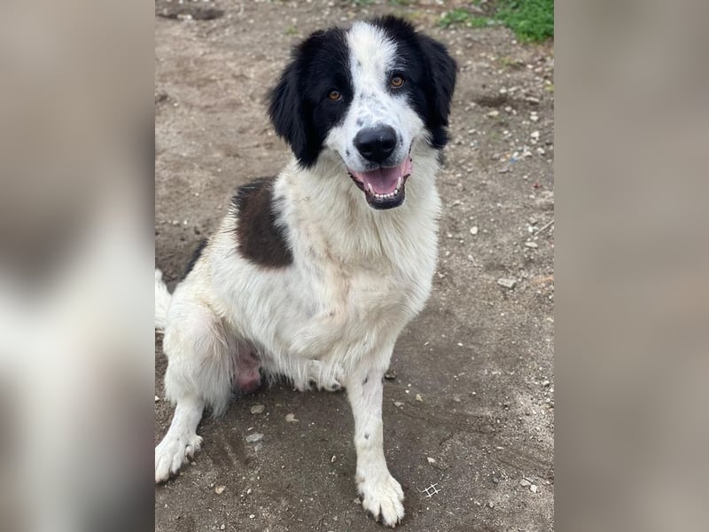 Räuber, geb. ca. 04/2025, lebt in GRIECHENLAND, auf einer privaten Pflegestelle