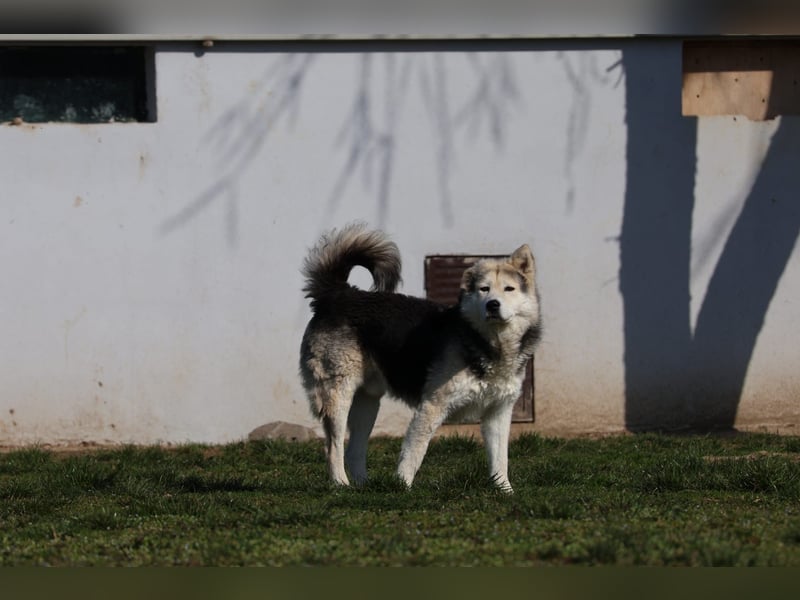 Mika - ein sanfter Entdecker sucht seine Menschen
