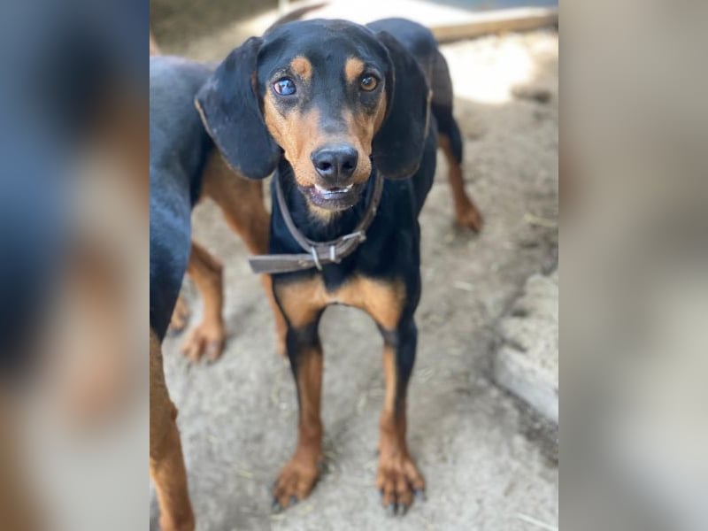 Nemo, geb. ca.  11/2024 lebt in GRIECHENLAND, auf einer privaten Pflegestelle