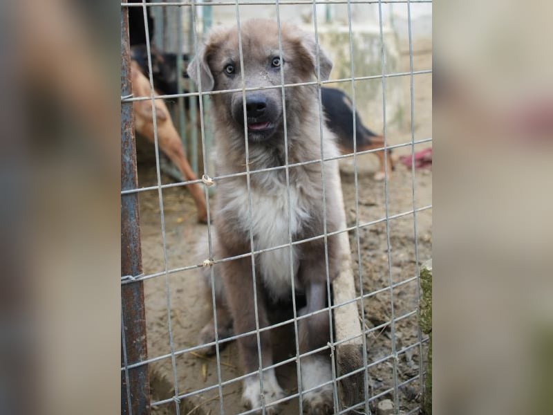 Franklyn, geb. ca. 06/2025, lebt in GRIECHENLAND, auf einer privaten Pflegestelle