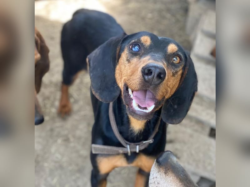 Nemo, geb. ca.  11/2024 lebt in GRIECHENLAND, auf einer privaten Pflegestelle