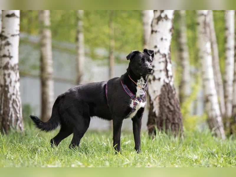 Ruhige Nora sucht liebevolles Zuhause