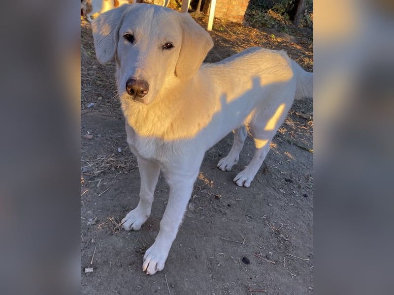 Julius, geb. ca. 03/2024, lebt in GRIECHENLAND, auf einer privaten Pflegestelle