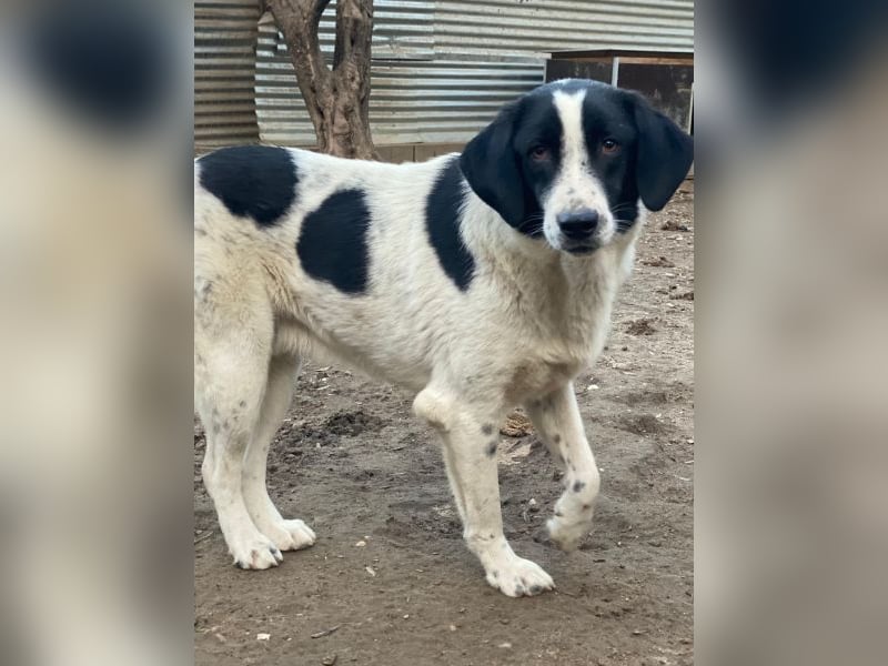 Daryl, geb. ca. 05/2024, lebt in GRIECHENLAND, im städt. Tierheim Serres