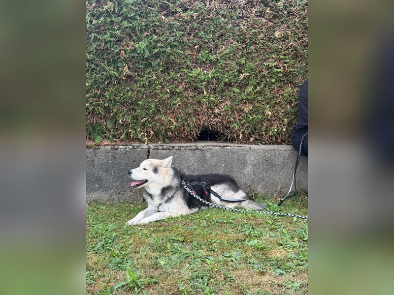 Mika - ein sanfter Entdecker sucht seine Menschen