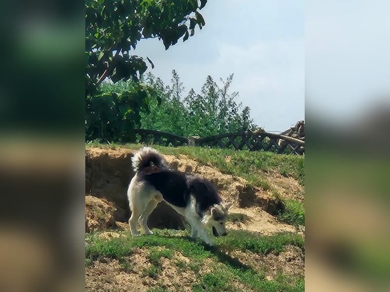 Mika - ein sanfter Entdecker sucht seine Menschen