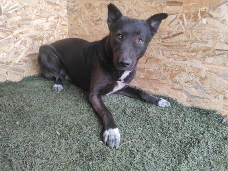 Frodo: Der freundliche Rüde sucht ein schönes zu Hause
