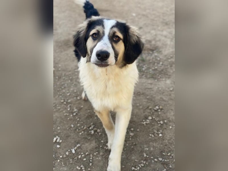 Rhydan, geb. ca. 09/2025, lebt in GRIECHENLAND, im städt. Tierheim Serres