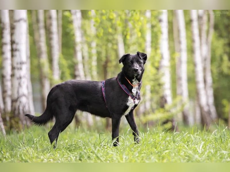 Ruhige Nora sucht liebevolles Zuhause