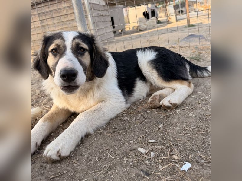 Rhydan, geb. ca. 09/2025, lebt in GRIECHENLAND, im städt. Tierheim Serres