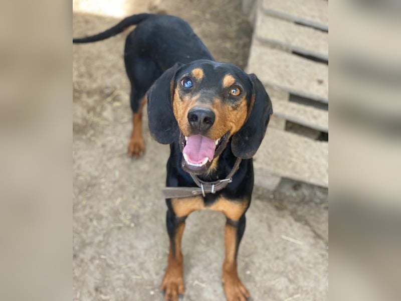 Nemo, geb. ca.  11/2024 lebt in GRIECHENLAND, auf einer privaten Pflegestelle