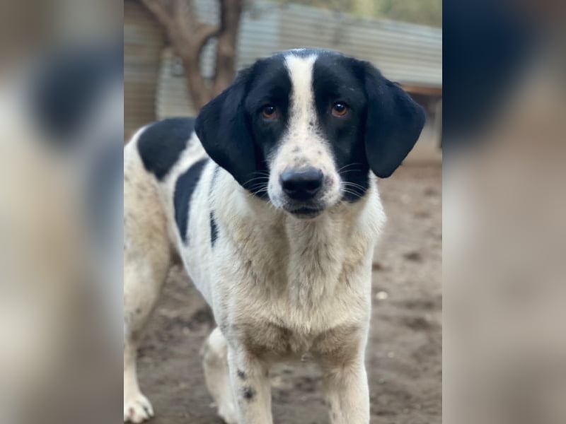 Daryl, geb. ca. 05/2024, lebt in GRIECHENLAND, im städt. Tierheim Serres