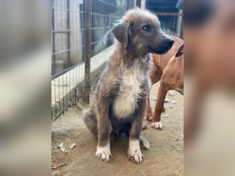 Franklyn, geb. ca. 06/2025, lebt in GRIECHENLAND, auf einer privaten Pflegestelle