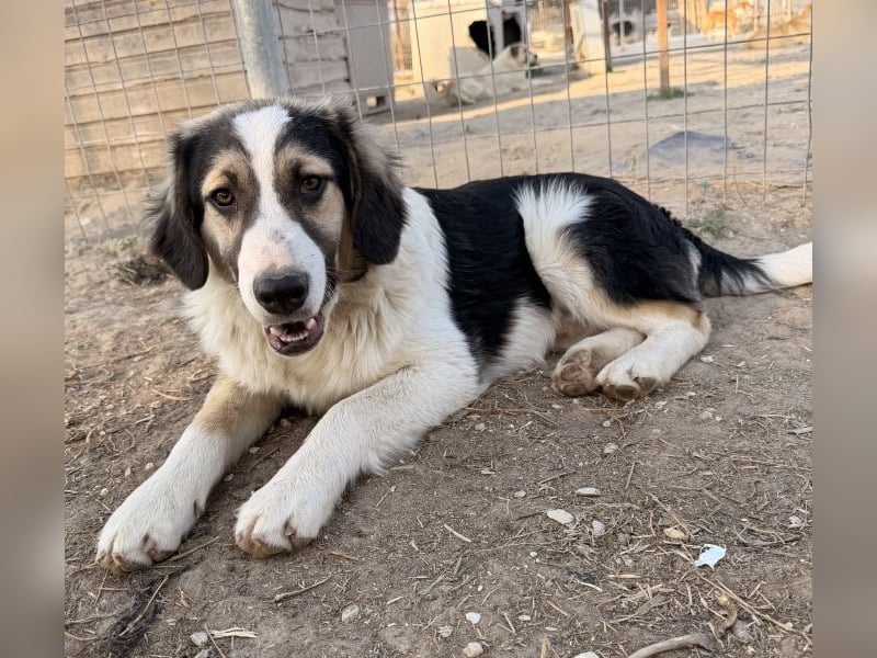 Rhydan, geb. ca. 09/2025, lebt in GRIECHENLAND, im städt. Tierheim Serres