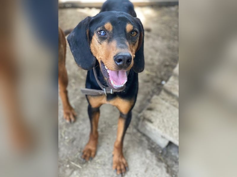 Nemo, geb. ca.  11/2024 lebt in GRIECHENLAND, auf einer privaten Pflegestelle