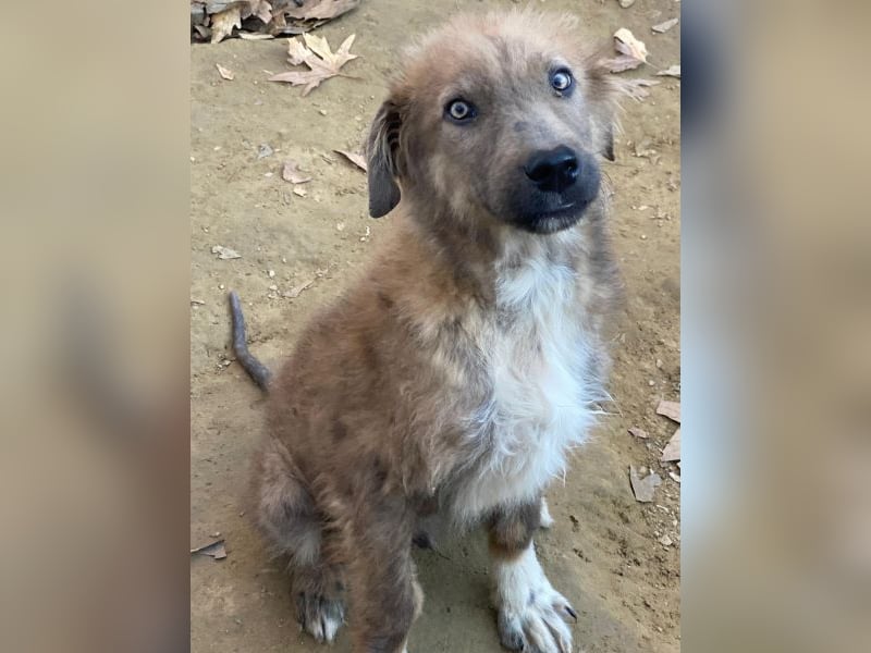 Franklyn, geb. ca. 06/2025, lebt in GRIECHENLAND, auf einer privaten Pflegestelle