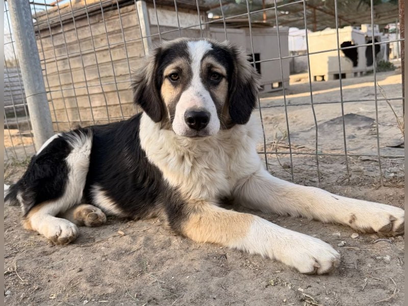 Rhydan, geb. ca. 09/2025, lebt in GRIECHENLAND, im städt. Tierheim Serres