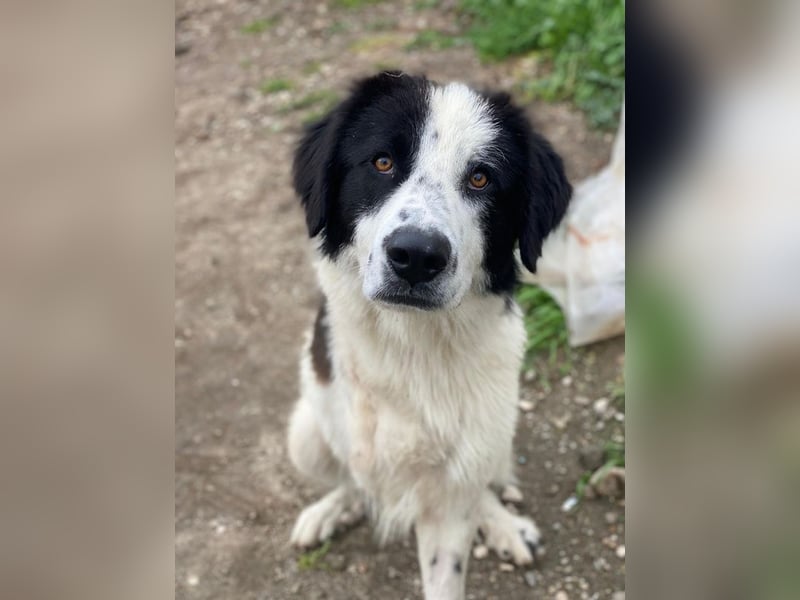 Räuber, geb. ca. 04/2025, lebt in GRIECHENLAND, auf einer privaten Pflegestelle