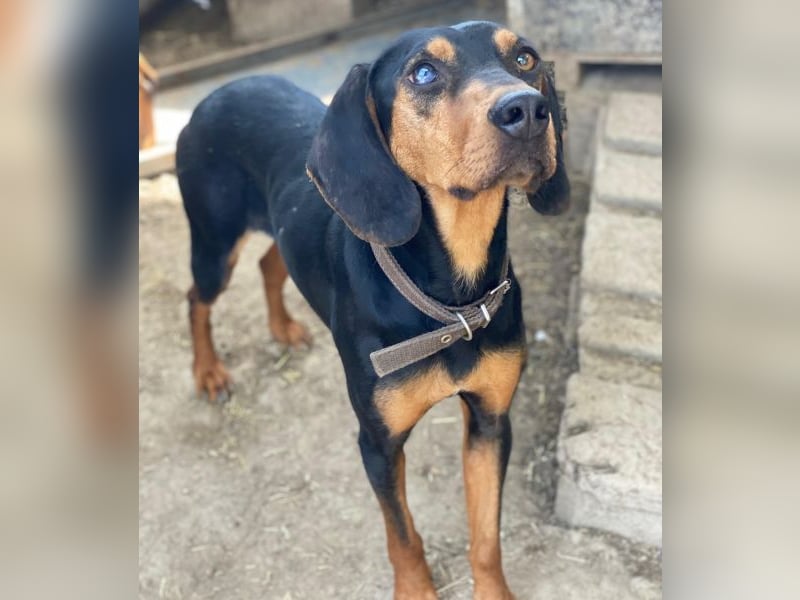 Nemo, geb. ca.  11/2024 lebt in GRIECHENLAND, auf einer privaten Pflegestelle