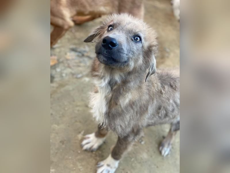 Franklyn, geb. ca. 06/2025, lebt in GRIECHENLAND, auf einer privaten Pflegestelle