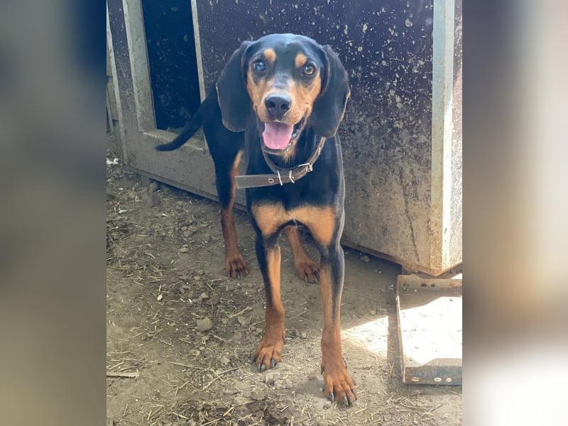 Nemo, geb. ca.  11/2024 lebt in GRIECHENLAND, auf einer privaten Pflegestelle