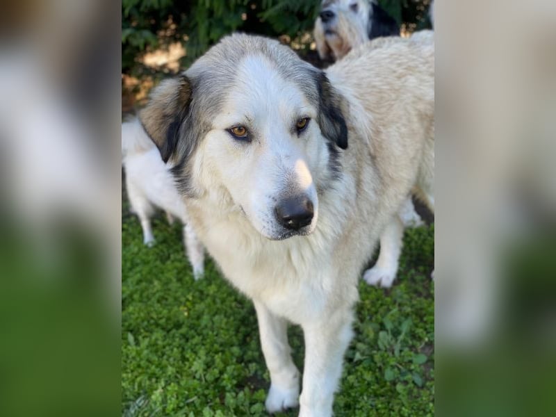 Winnie, geb. ca. 12/2023, lebt in GRIECHENLAND, auf einer privaten Pflegestelle